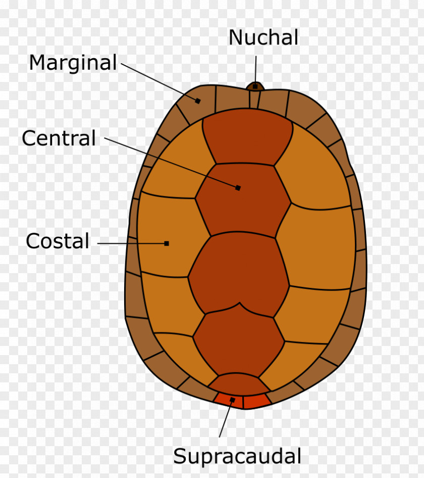 Turtle Shell Carapace Reptile Florida Box PNG