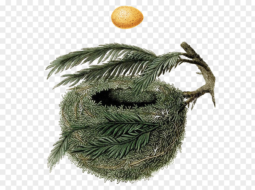Bird A Natural History Of The Nests And Eggs British Birds Nest Holiday Hideaway PNG