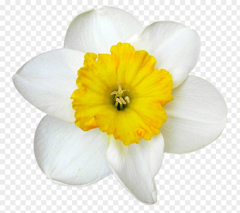 Daffodil Narcissus White PNG