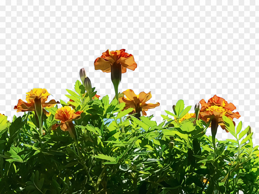 Perennial Plant Cinquefoil Cartoon Nature Background PNG