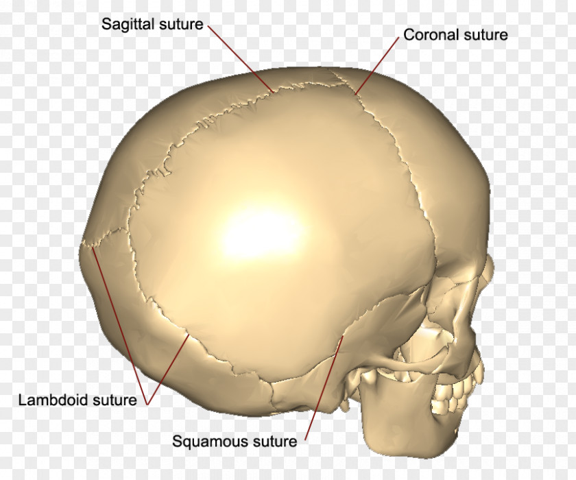 Skull Coronal Suture Squamosal Sagittal Bone PNG