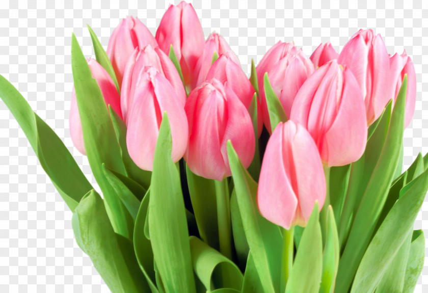 Tulip Flower Bouquet International Women's Day Woman PNG