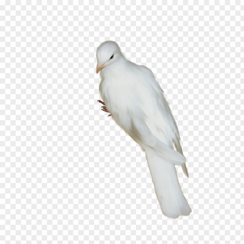 Bird Homing Pigeon Oriental Roller Release Dove Beak PNG