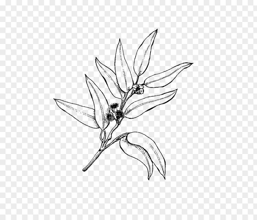 Flower Plant Black And White PNG