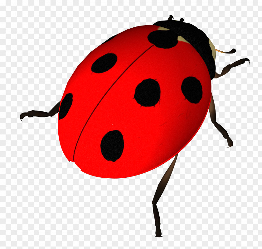 Ladybug Insect Ladybird Clip Art PNG