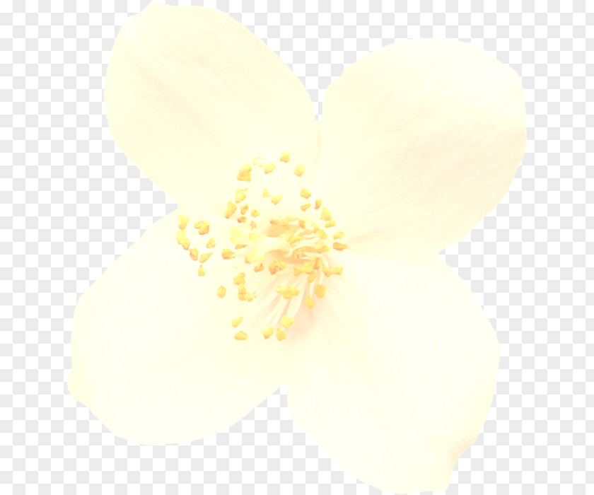 Plant Flower White Yellow Petal PNG