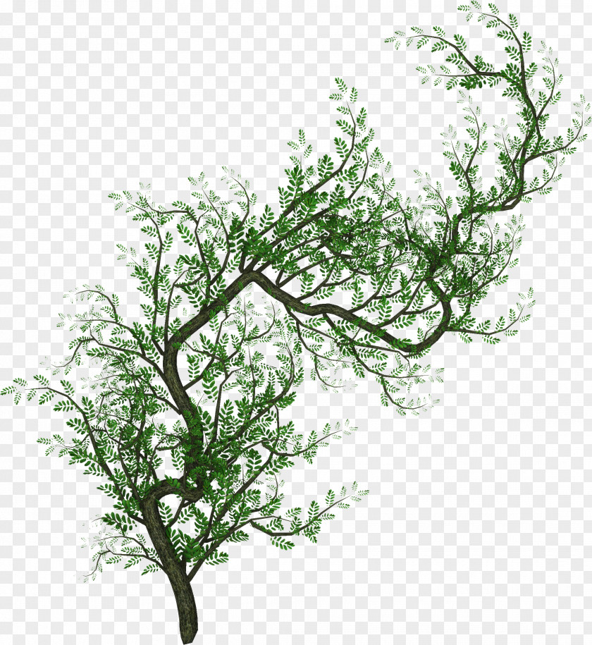 Vines Tree Information Clip Art PNG