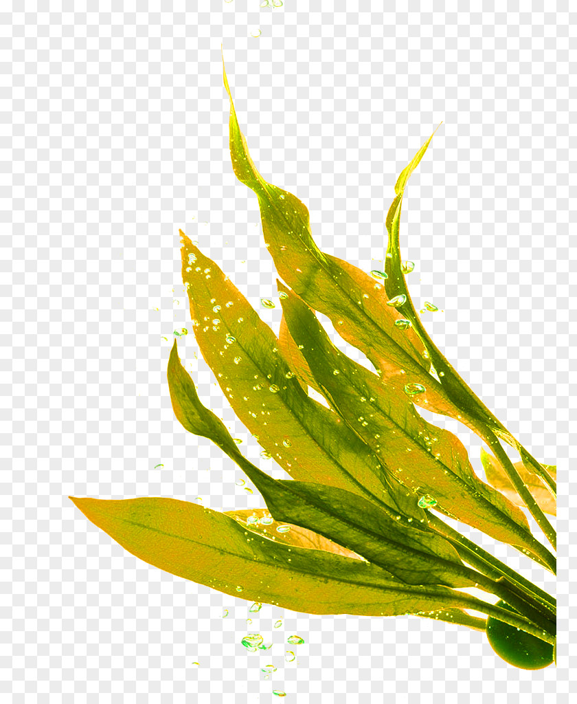 Yellow Green Fresh Grass Decoration Pattern Seaweed Lip Balm Seagrass PNG
