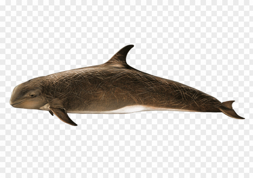 A Dolphin Tucuxi Porpoise PNG