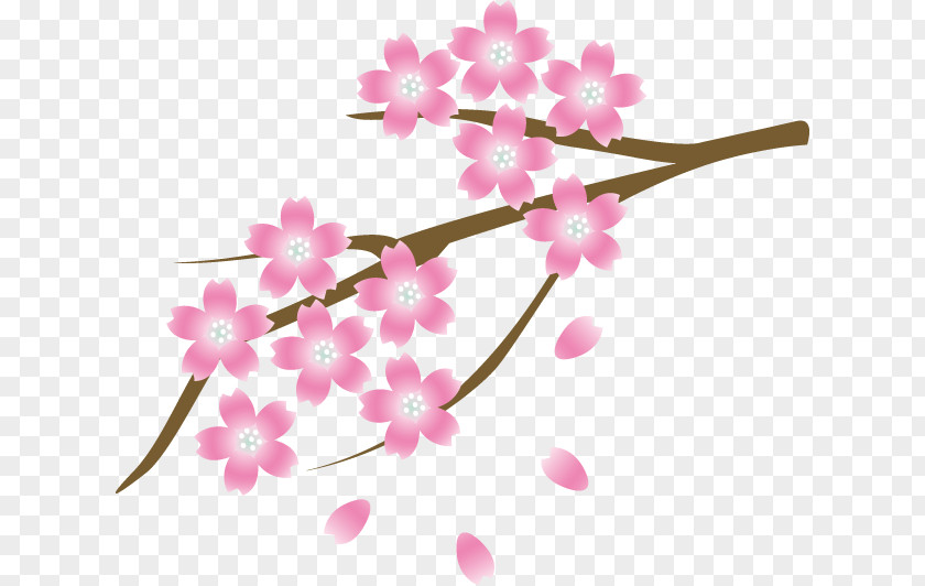 Cherry Blossom Kobe Ibaraki Kyoto Isohachi PNG