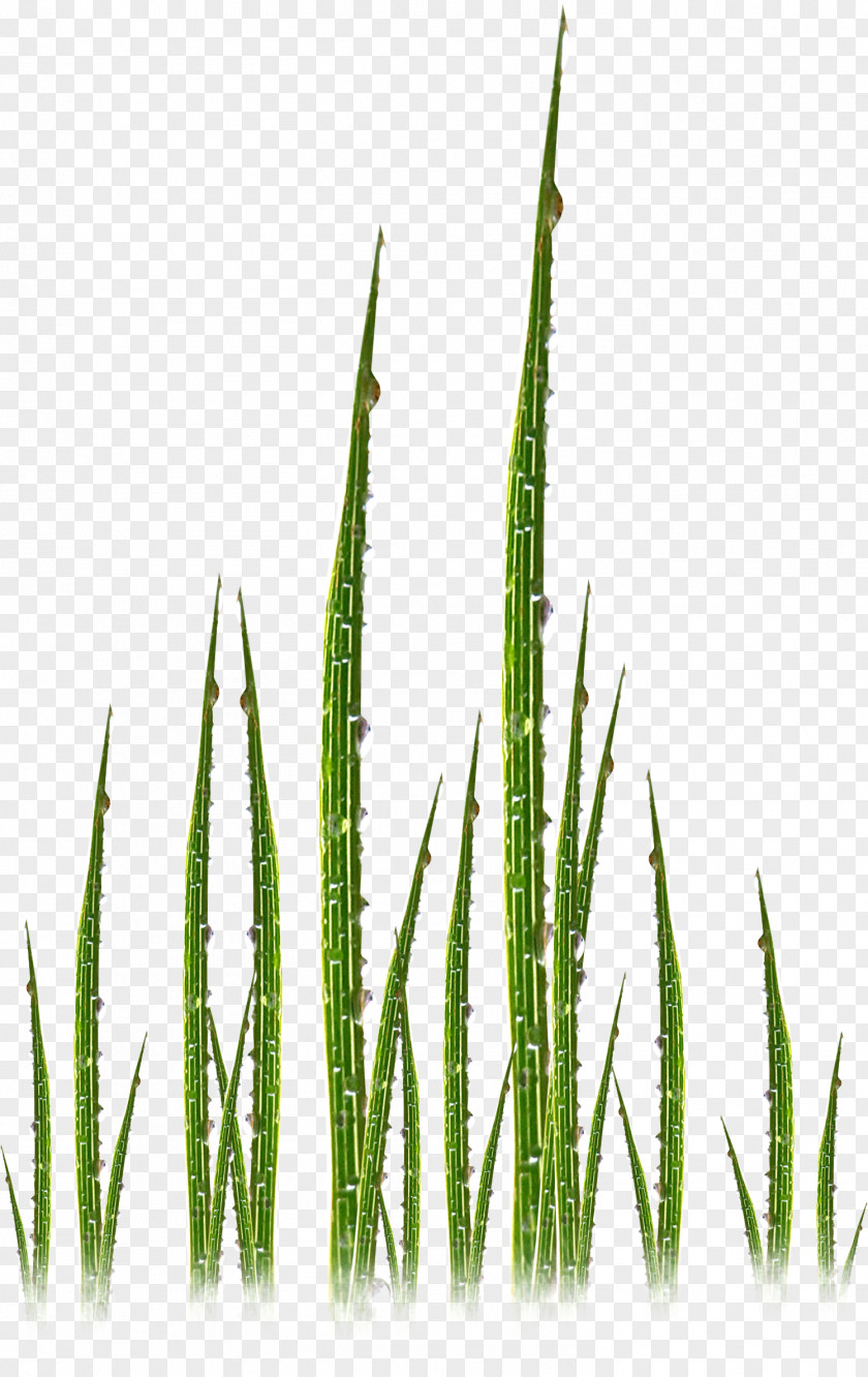Grasses Commodity Plant Stem Family PNG