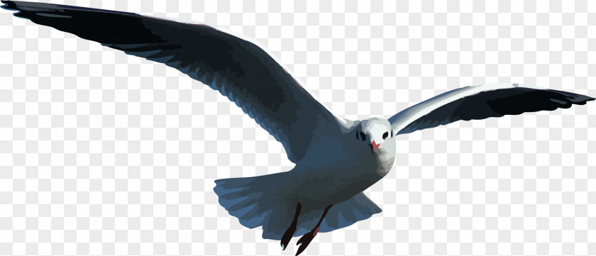 Gull Clip Art PNG