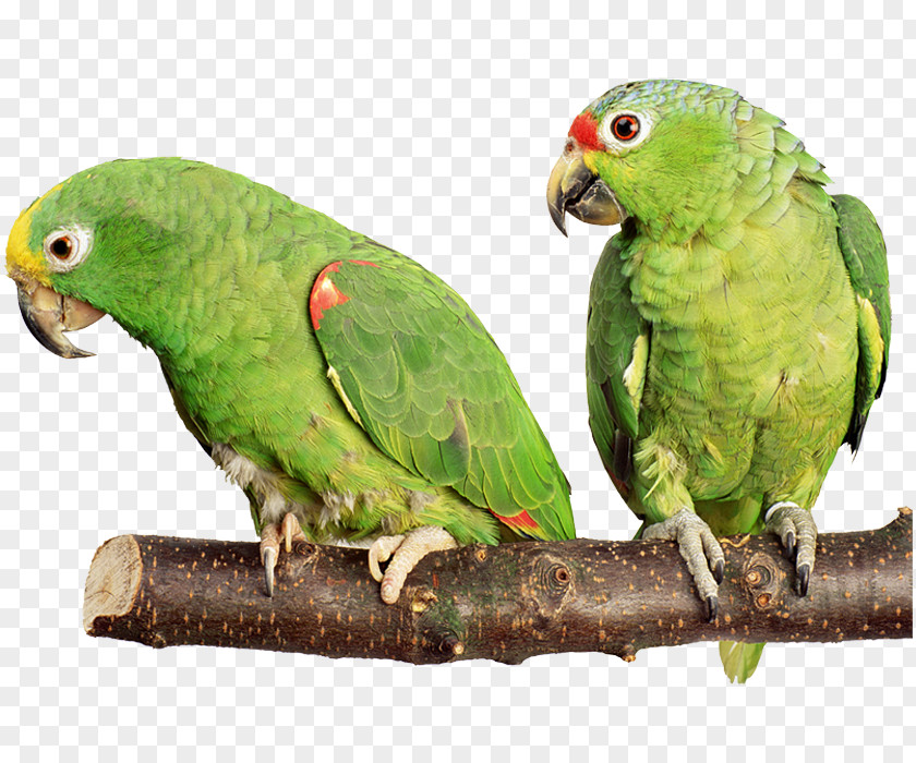 Parrot Bird Budgerigar Cockatiel Hamster PNG