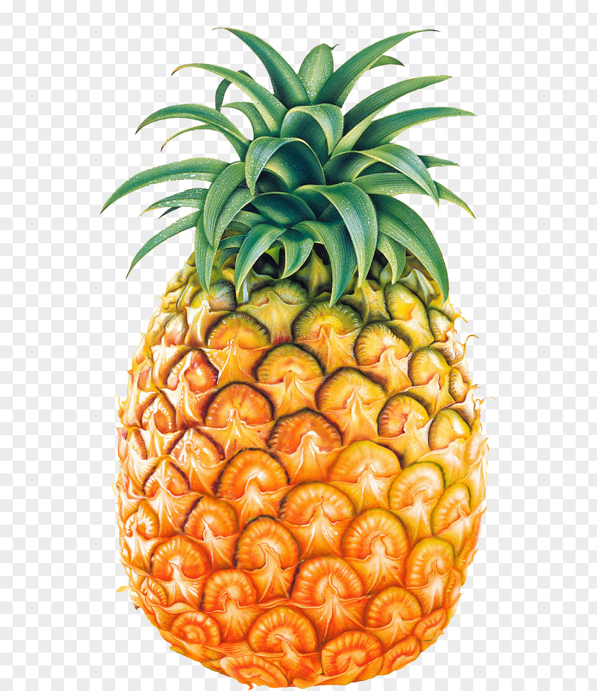 Pineapple Slices Clip Art PNG