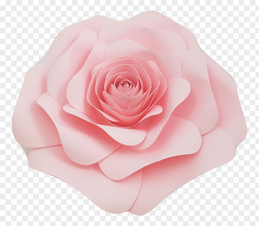 Plant Floribunda Garden Roses PNG