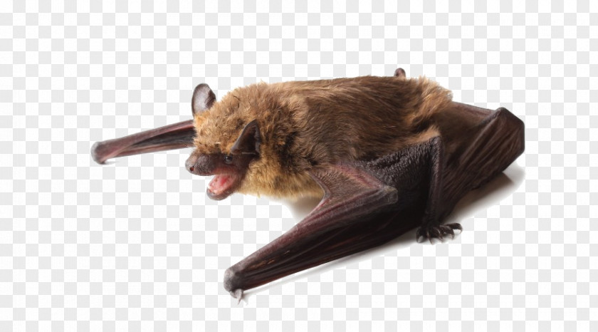 Bat Little Brown Big Bug-Off Exterminators, Inc. House PNG