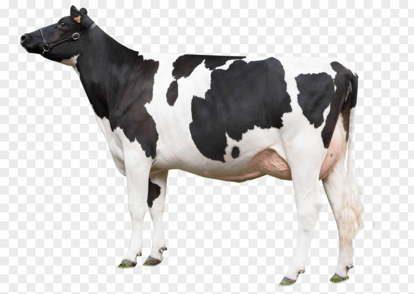 Clarabelle Cow Guernsey Cattle Calf Water Buffalo Bull Dairy Farming PNG
