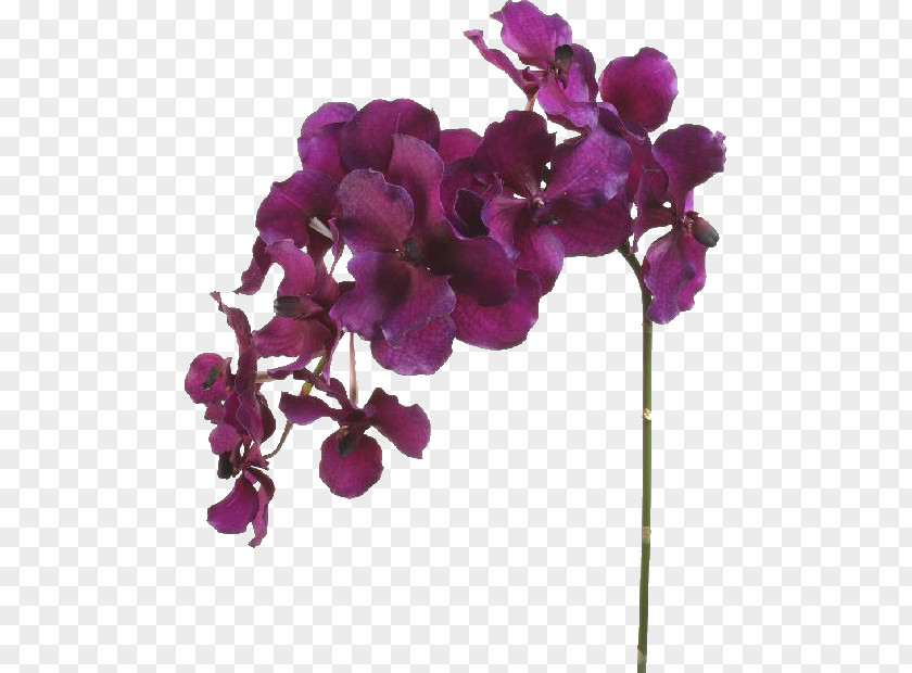 Hydrangea Moth Orchids Paris Cut Flowers PNG