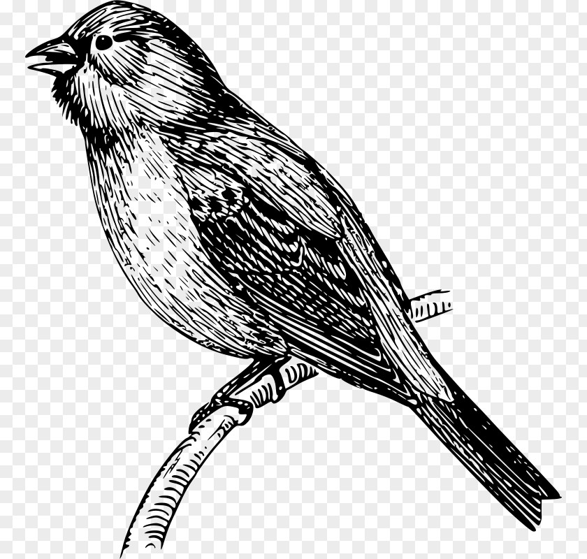 Java Finch Care Mockingbird Vector Graphics Drawing Clip Art PNG