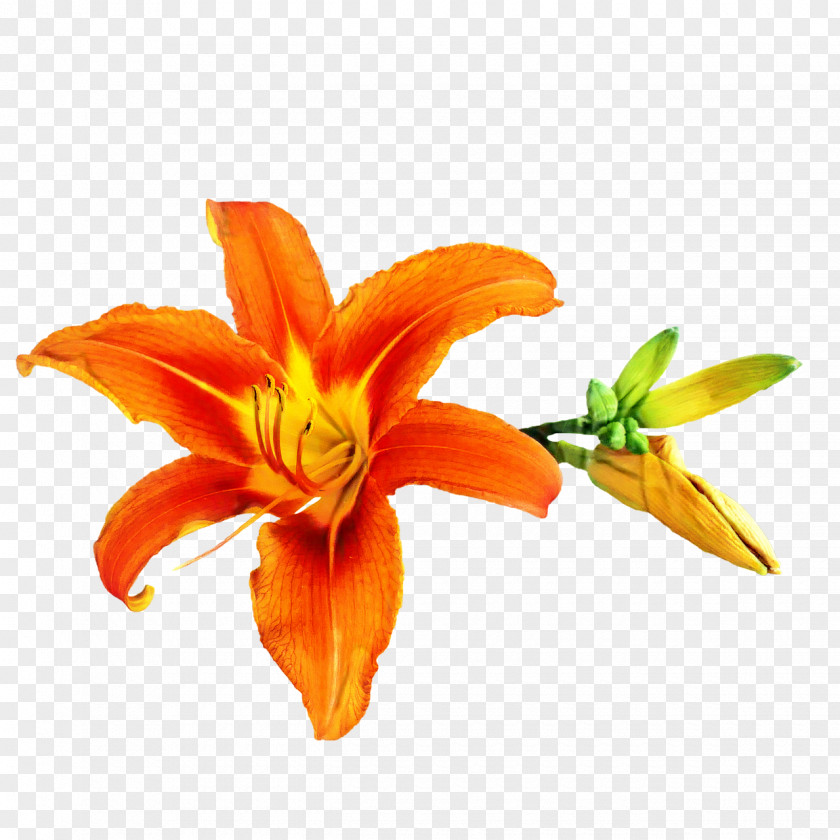Orange Lily Amaryllis Cut Flowers Daylily Petal PNG