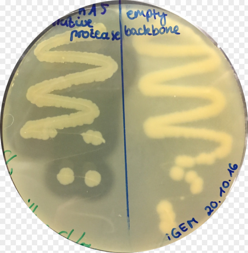 Subtilis Agar Plate Protease Petri Dishes Assay PNG