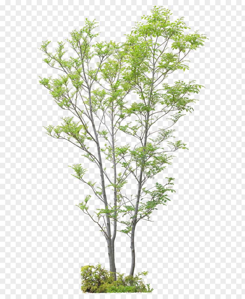 Tree Twig Shrub Advertising PNG