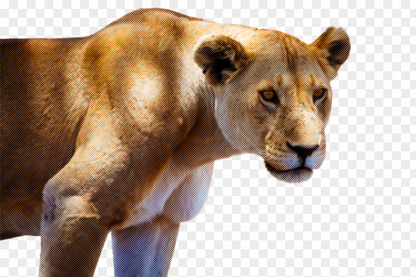 Wildlife Lion Snout PNG