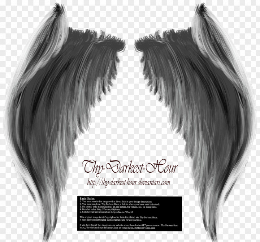 Wings Hd Photography Art PNG