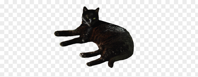 Black Cat Domestic Short-haired Bombay Whiskers Desktop Wallpaper PNG