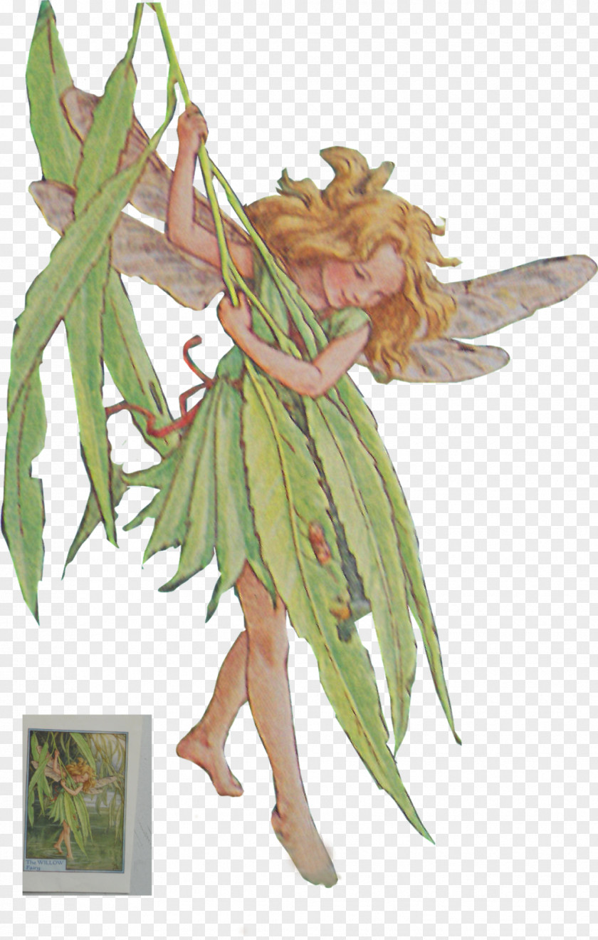 Fairy DeviantArt Photo Albums Credit PNG