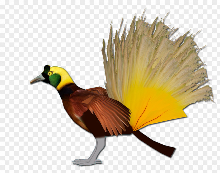 Feather Beak Galliformes Wing Animal PNG