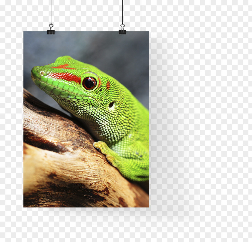 Gecko Fauna HTTP Cookie Veterinarian Web Page Data PNG