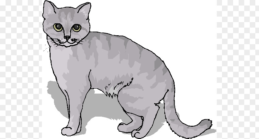 January Cat Cliparts Burmese Manx American Wirehair Kitten Tabby PNG