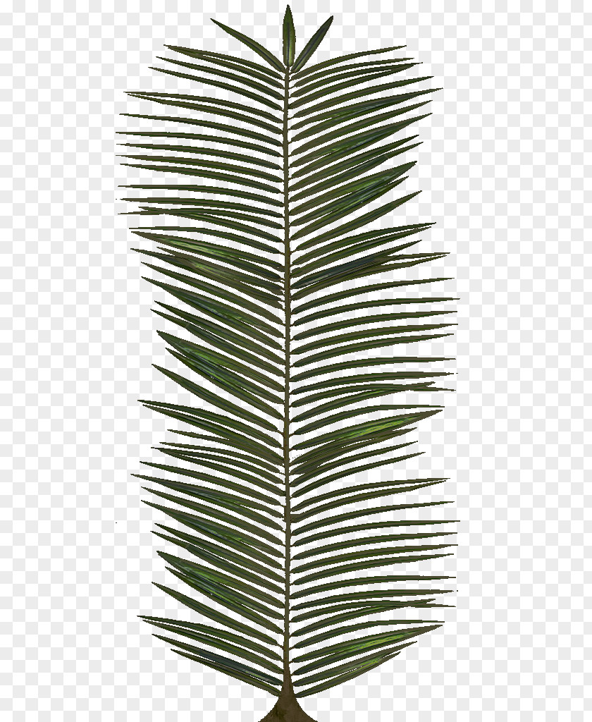 Palm Leaves Leaf Arecaceae PNG
