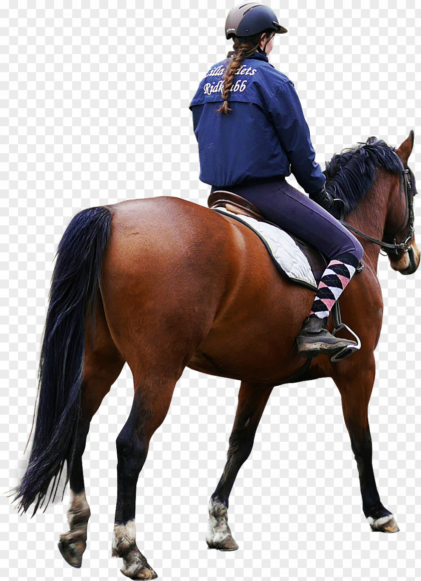 Rider Horse Equestrian PNG