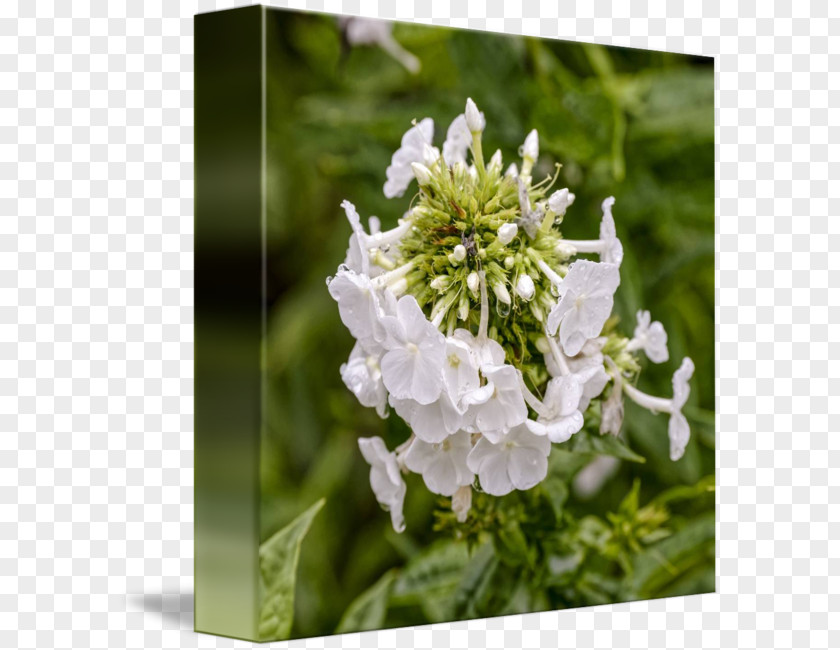 Flower Stock Photography Royalty-free PNG