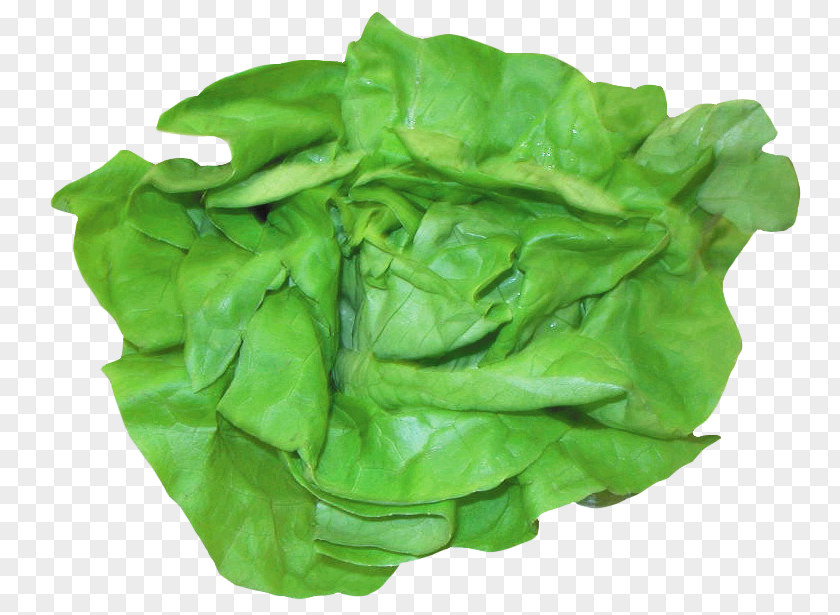 Fresh Mouth Romaine Lettuce Spinach Chard Sandwich Salad PNG