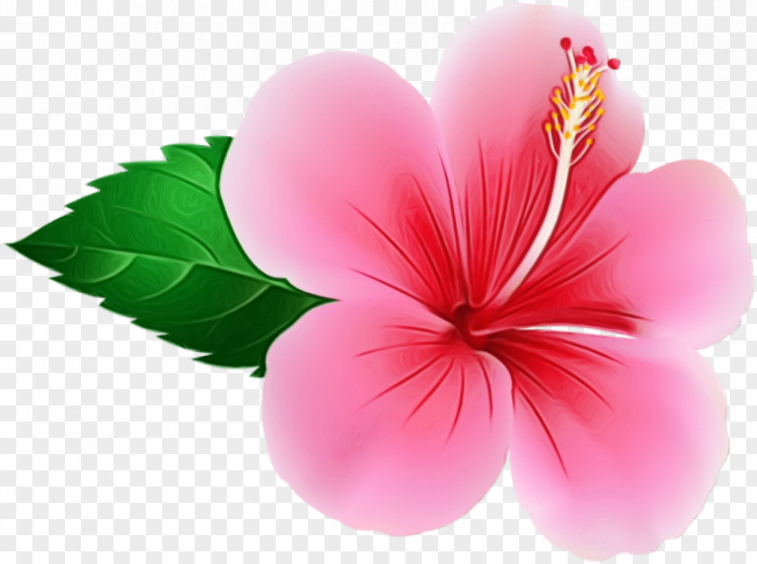 Mallow Family Flowering Plant Pink Petal Flower Hibiscus PNG