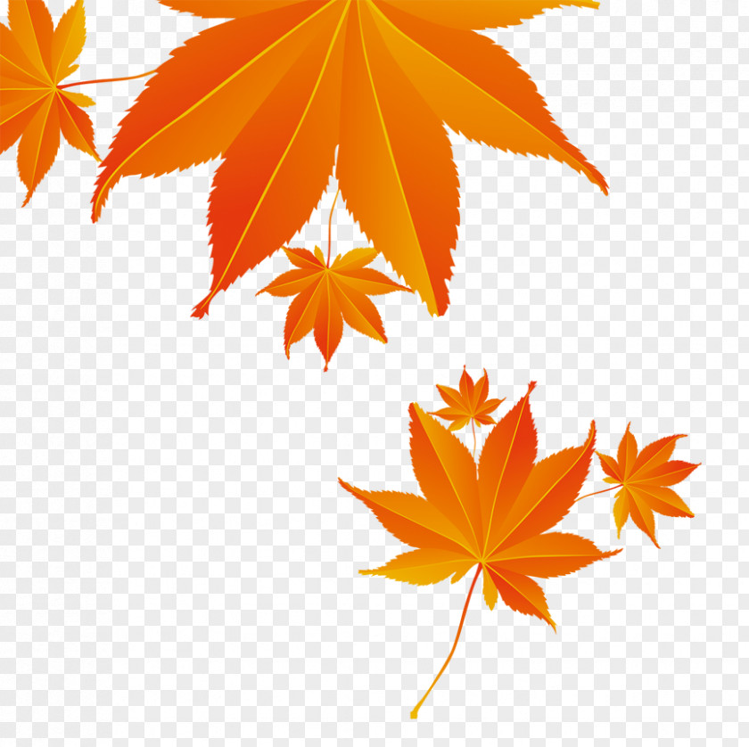 Maple Leaf Autumn Download PNG