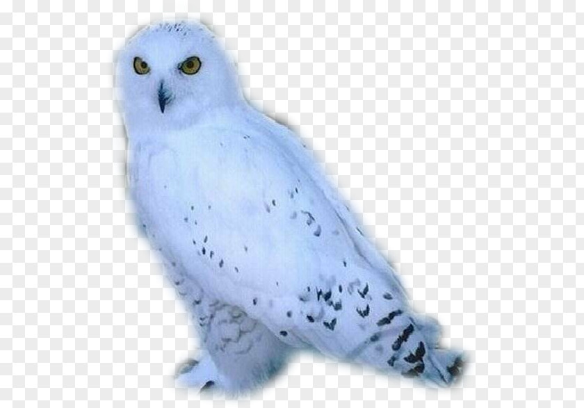 Owl Snowy Bird Arctic Fox PNG