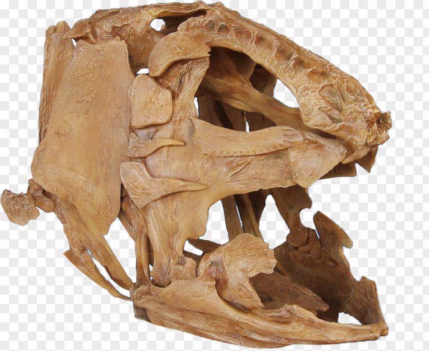 Skull Niobrara Formation Megalocoelacanthus Late Cretaceous Bone PNG