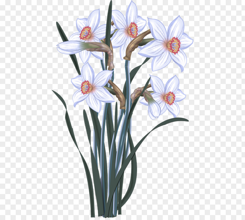 Watercolor Painting Daffodil Drawing Plants PNG