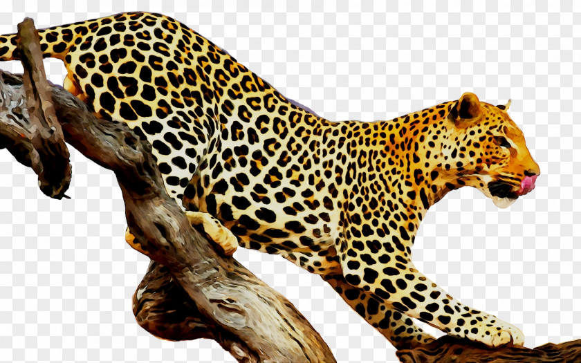 Leopard Tiger Felidae Stock Photography Royalty-free PNG