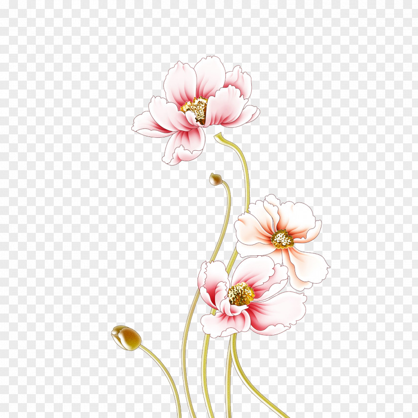 Peony Moutan Wall Flower PNG
