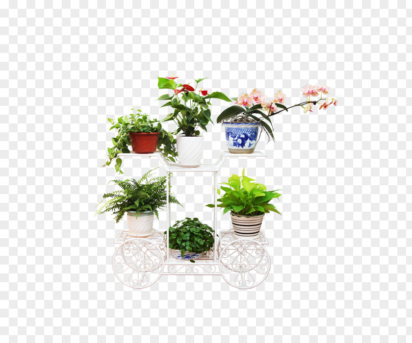 Plants Floral Decorations Design Clip Art PNG