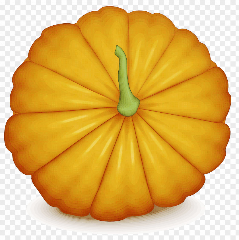 Squash Winter Yellow Flower Petal PNG