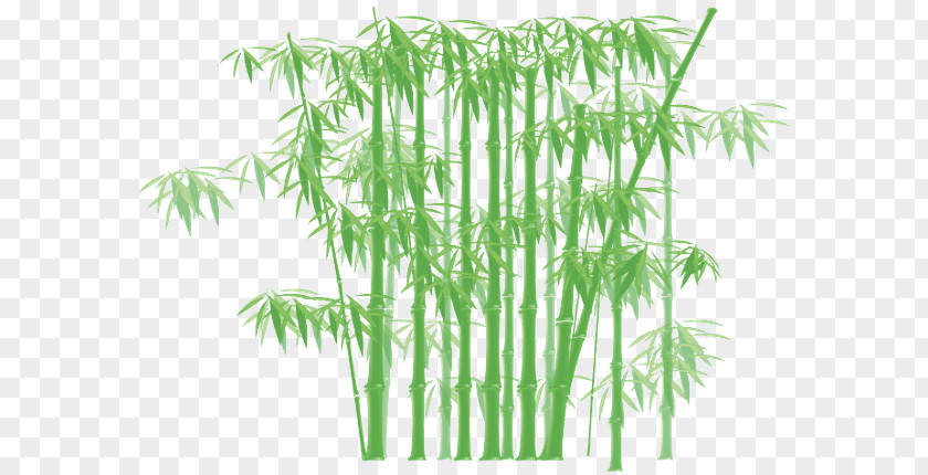 Tropical Woody Bamboos Giant Timber Bamboo PNG