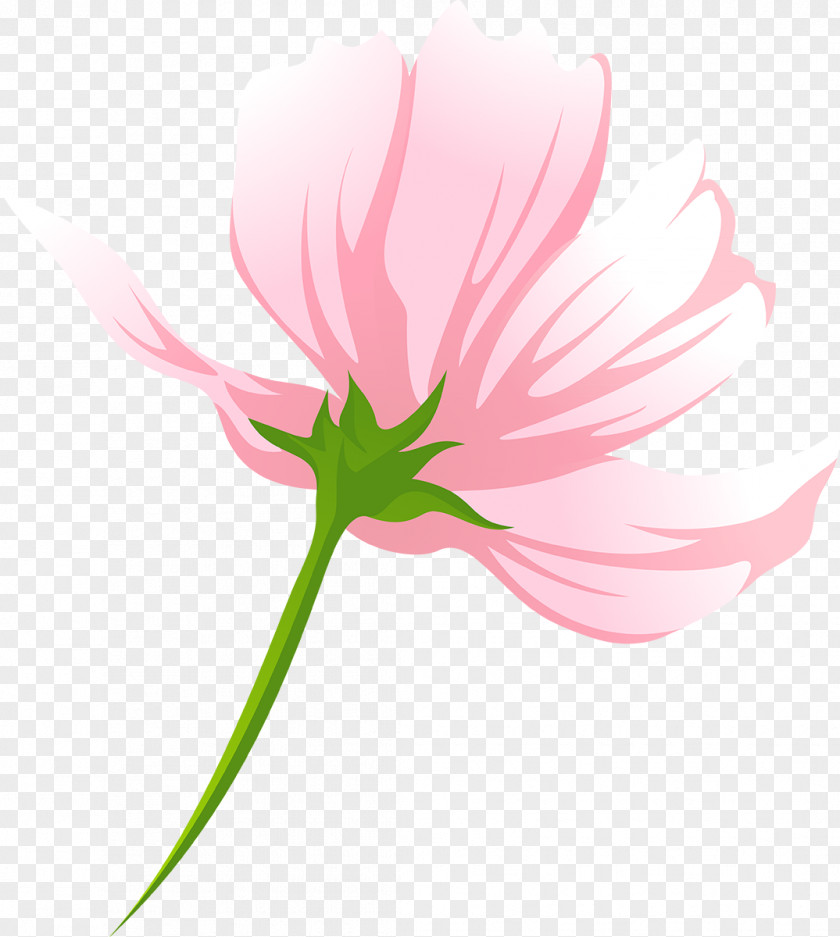 Tulip Desktop Wallpaper Clip Art Lilies PNG