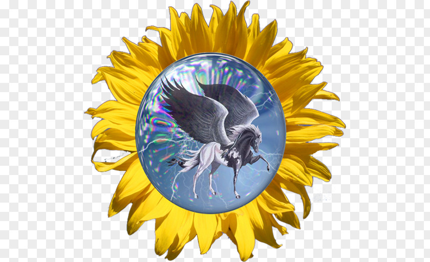 Bee Sunflower Seed Dandelion M PNG