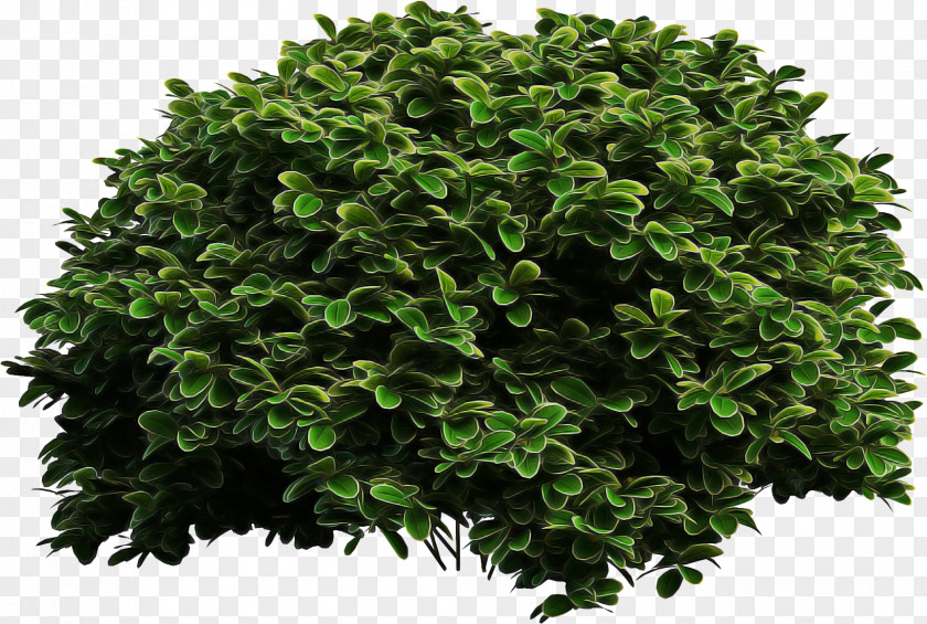 Groundcover Woody Plant Green Grass Background PNG